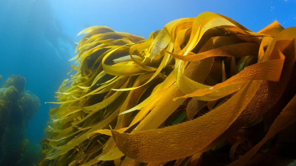 痛風に良い食べ物　海藻の画像