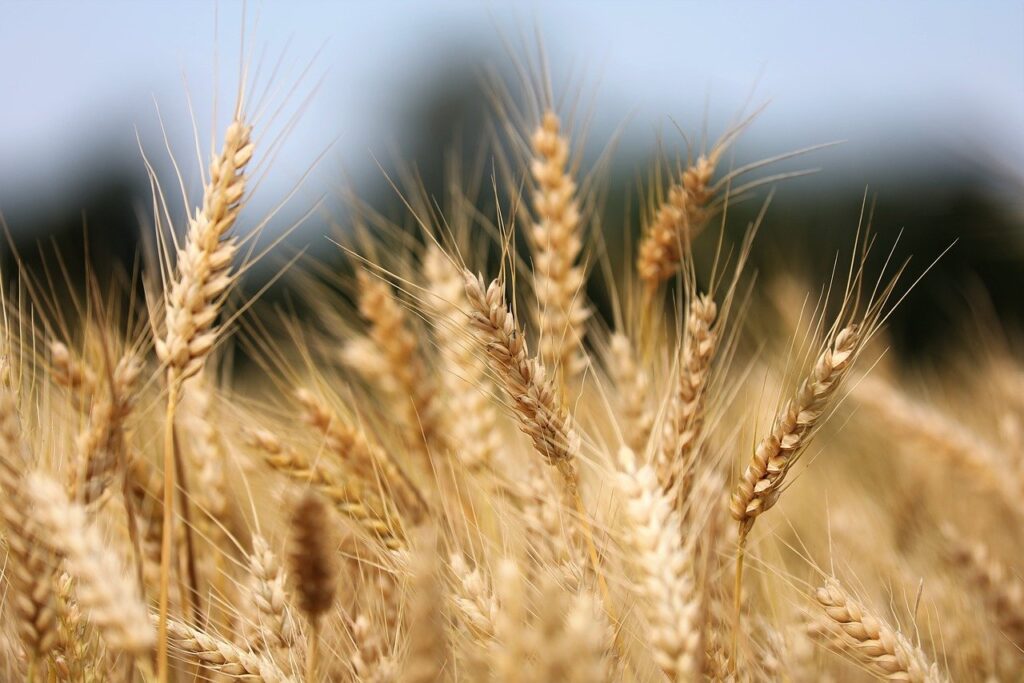 痛風に良い食べ物　穀類の画像